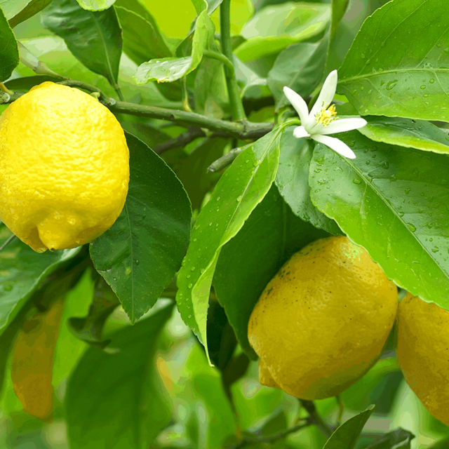 Citroník lemonový