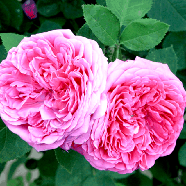 Ruža damascénska