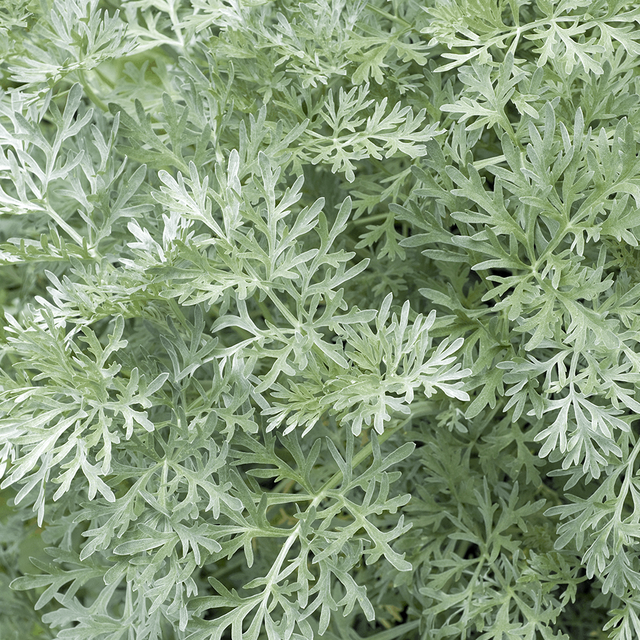 Davana (Palina bledá)