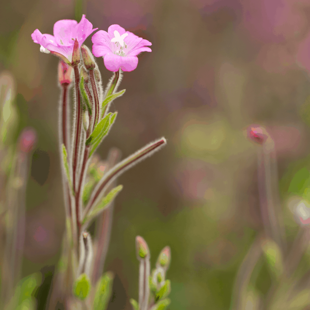 Vŕbovka malokvetá (epilobium)