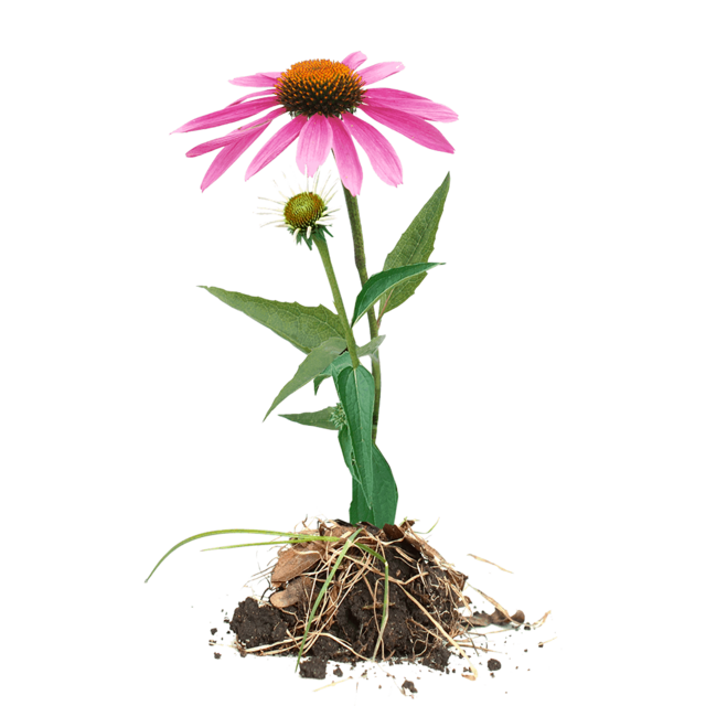 Echinacea purpurová