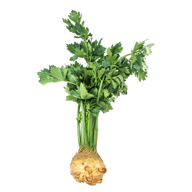 Miřík celer