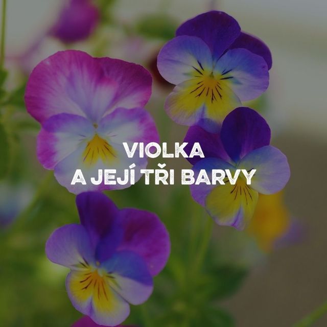 Violka maceska Bylinky na krasu Leros.jpg