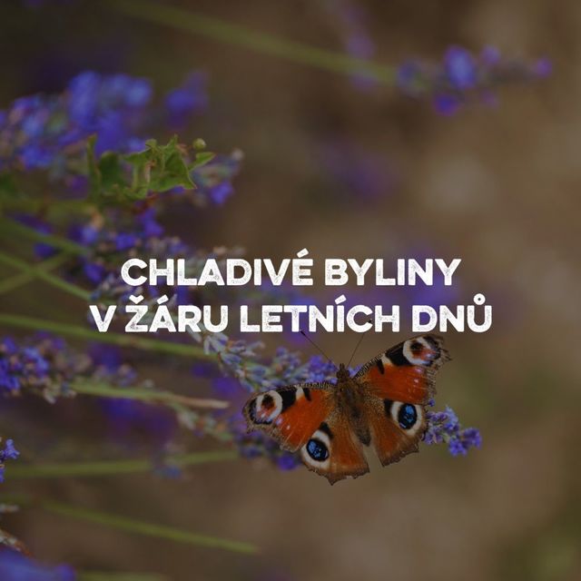 Blog - fotka článku (52).jpg