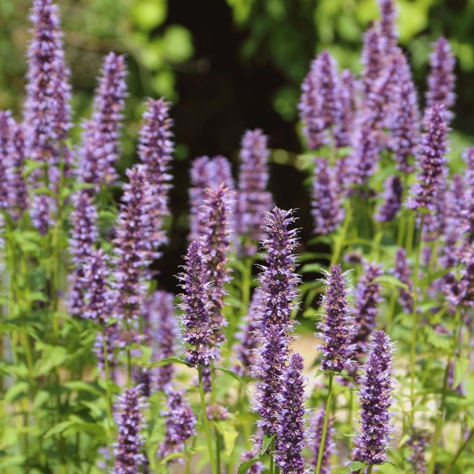 osvezujici letni bylinky agastache.jpg