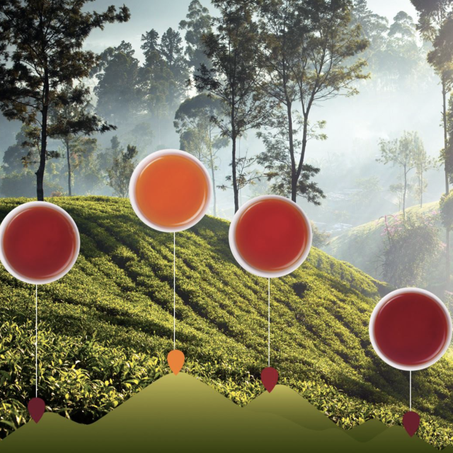 Vliv nadmořské výšky na kvalitu a chuť čaje ze Srí Lanky
