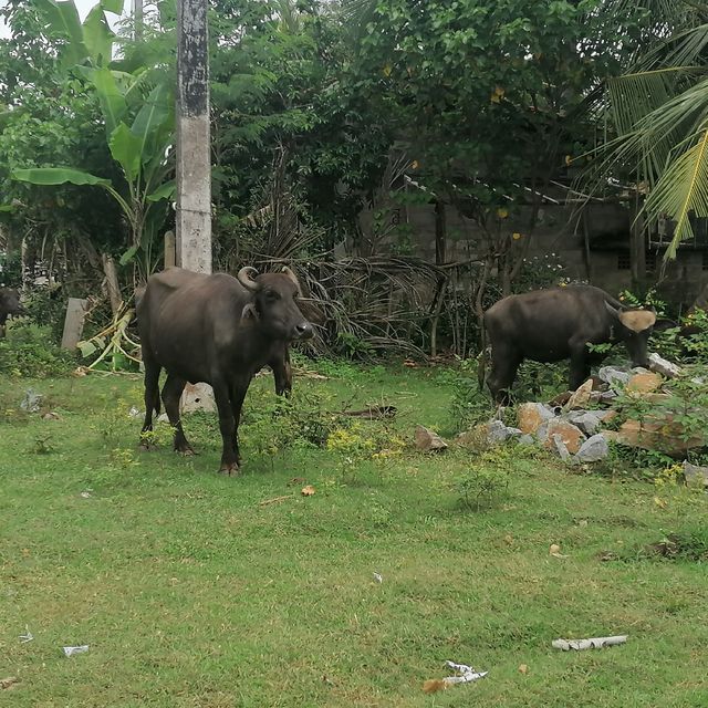 Bůvoli na Srí Lance